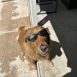 a dog outdoors in sunglasses